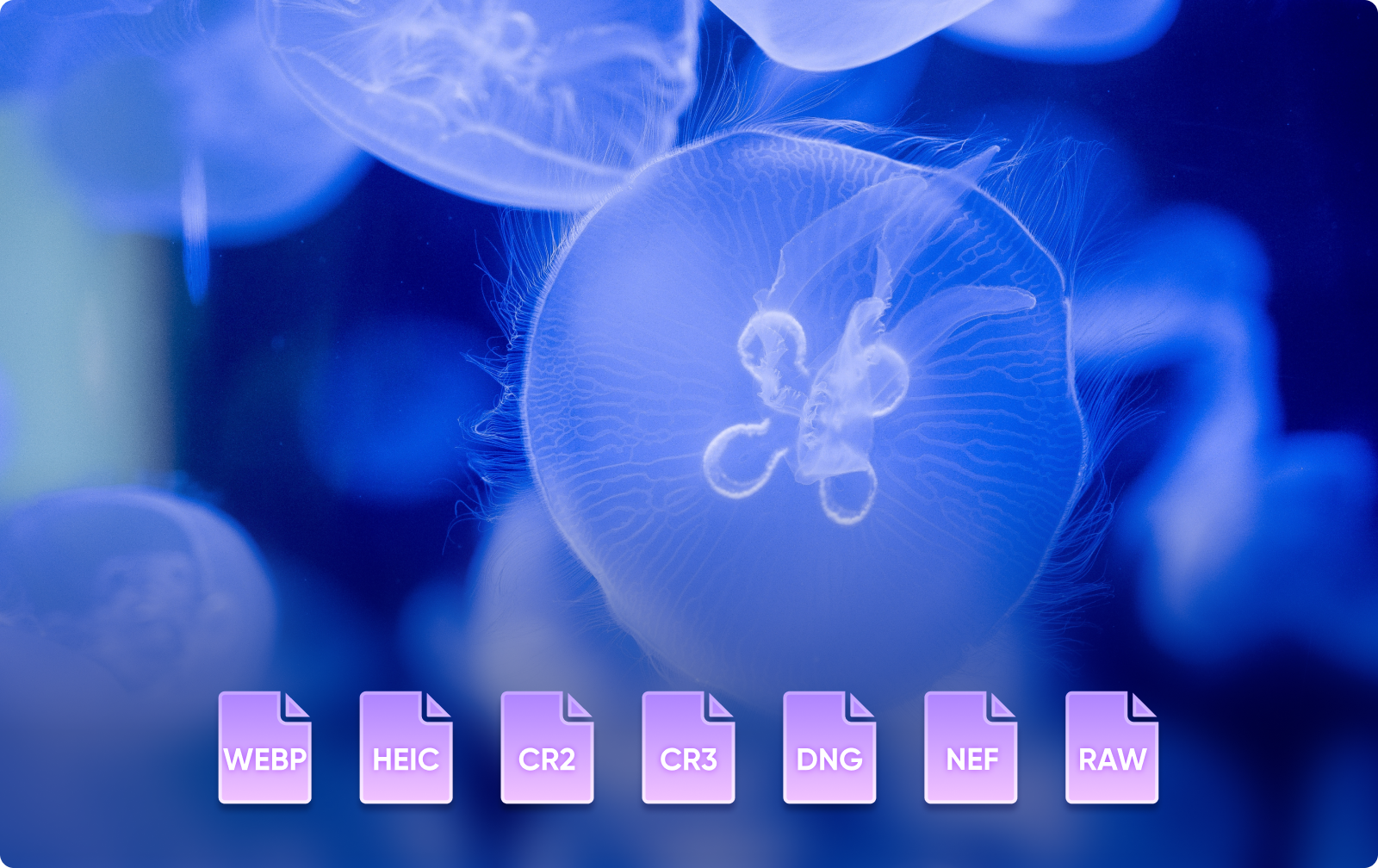 Vcows Background Remover